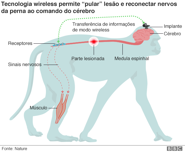 Tecnologia wi-fi ajuda a reverter paralisia em macacos