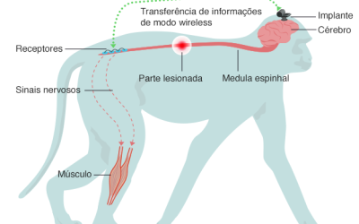 Tecnologia wi-fi ajuda a reverter paralisia em macacos