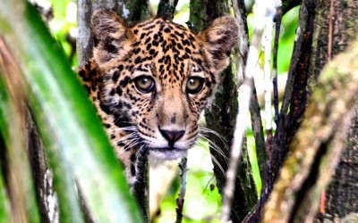 Sensores serão instalados sob a copa das árvores para monitorar espécies da Amazônia