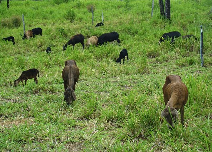 Aplicativo ajuda a manejar plantas forrageiras para alimentar rebanho