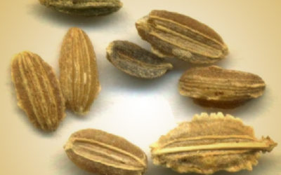 Técnica baseada em inteligência artificial permite automatizar a análise de sementes para uso agrícola