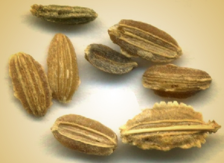 Técnica baseada em inteligência artificial permite automatizar a análise de sementes para uso agrícola