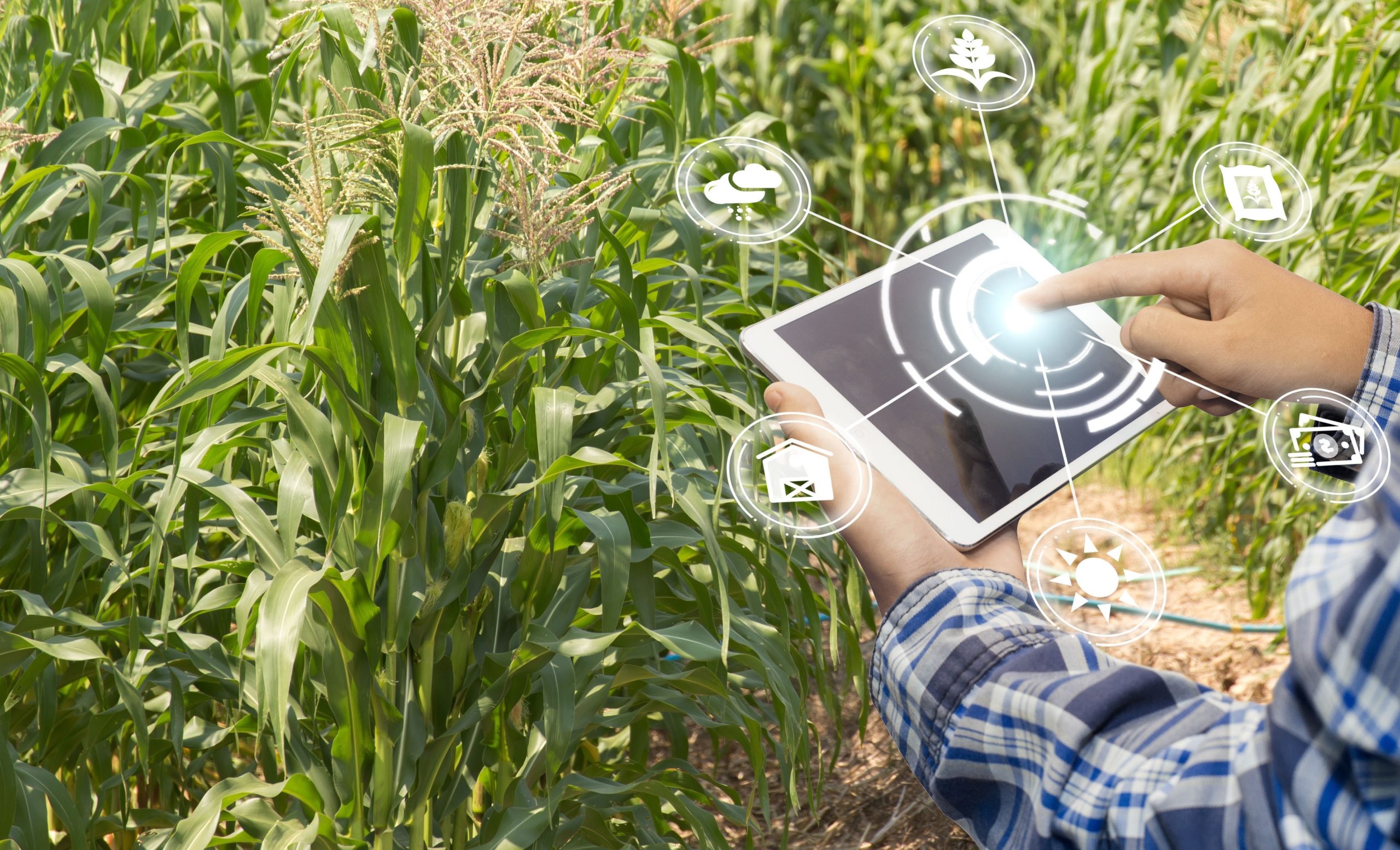 O Papel Da Pesquisa Na Digitalização Da Agricultura - Brasil, País ...