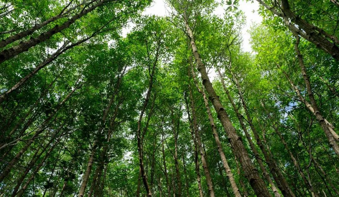 Biodiversidade: conexões para ser efetiva, duradoura e resiliente